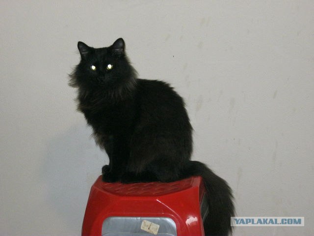 Котовторник 30.10.2012