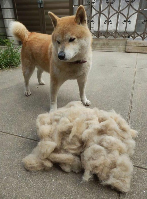 Живность из сети