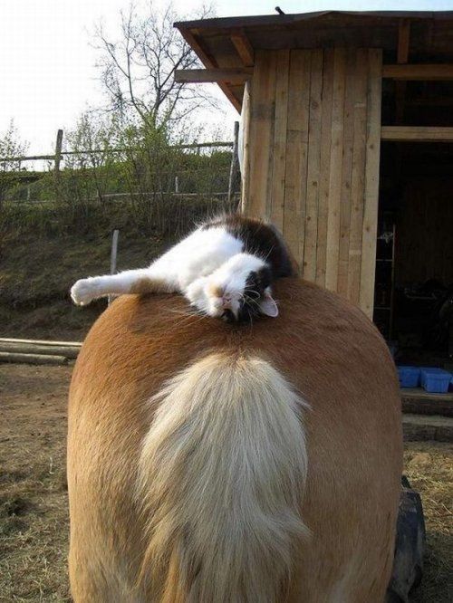 Калейдоскоп Картинок