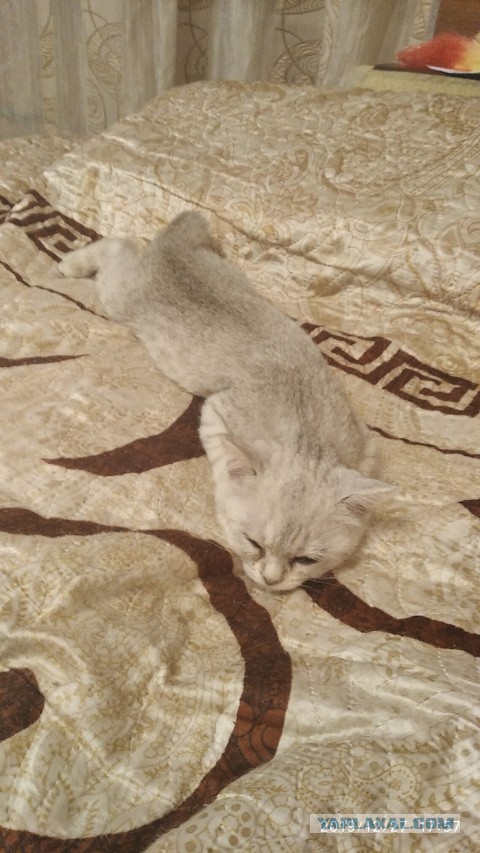 Котовторник *новогодний* 31/12/2019