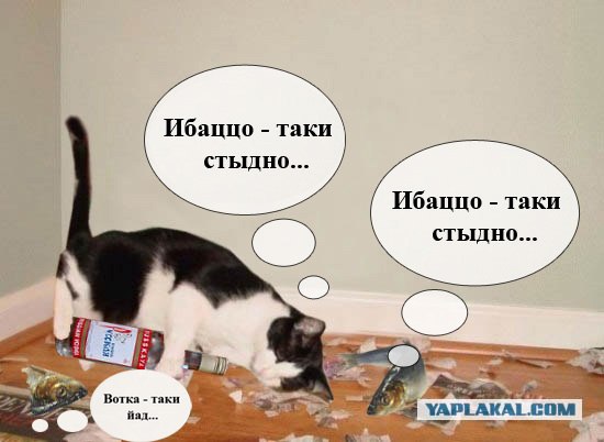 кот Матроскин и счёт за интернет