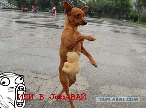Собачье место