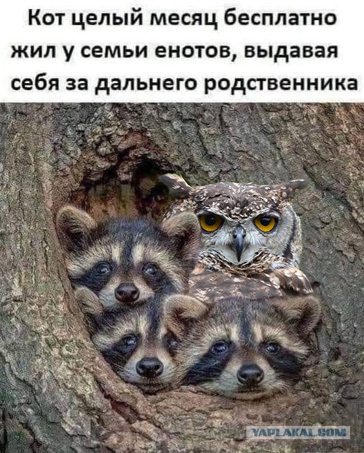 Прикольные и просто красивые картинки 29.06.2021