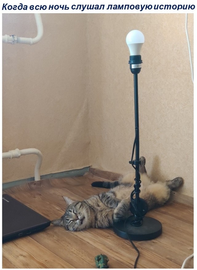 Всемирный день кошек