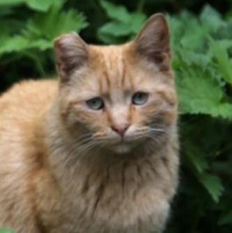 Тюремные коты