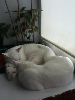 Ура! Котовторник.