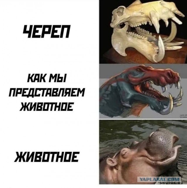 Дунклеостей: Гигантская бронированная торпеда с силой укуса тираннозавра щёлкает акул, как семечки