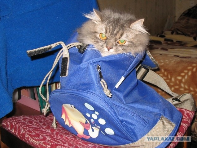 Все котики делают это