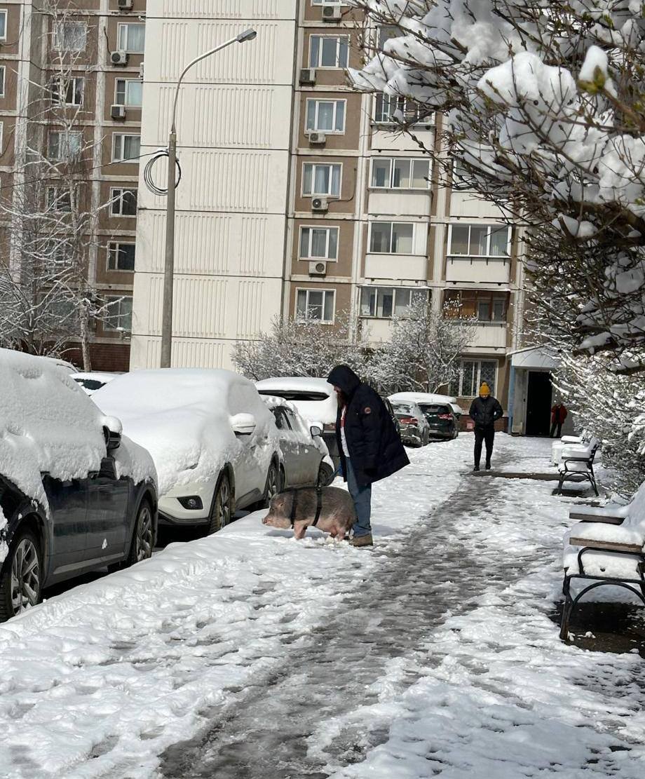 В этот прекрасный апрельский зимний день житель столицы решил выгулять своего КАБАНА