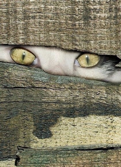 Красивых кошачьих глаз тред