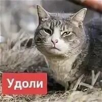 Теория БОЛЬШОГО МЯУ