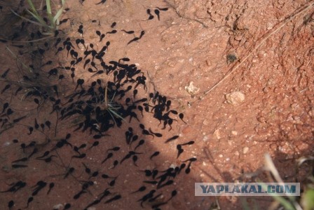 Калхозный клуп пейсателей