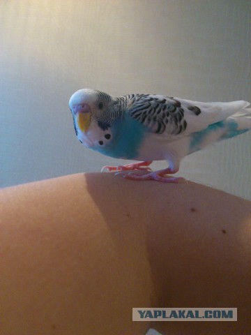 Как я попуганов размножала