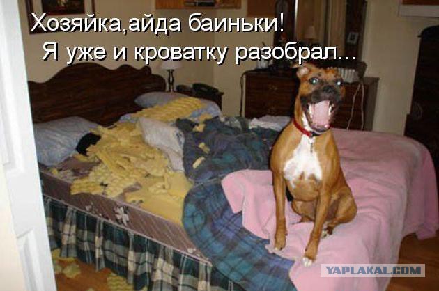 Весёлые картинки. Разбавим будни