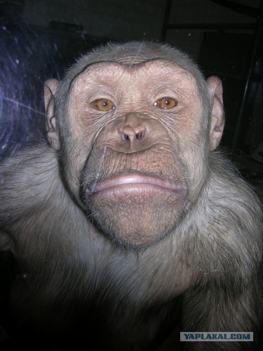 Кредит, любовь и дураки.