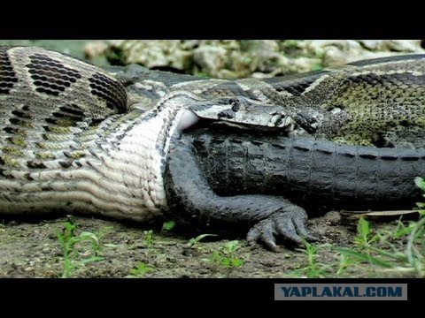 Просто питон ест крокодила...
