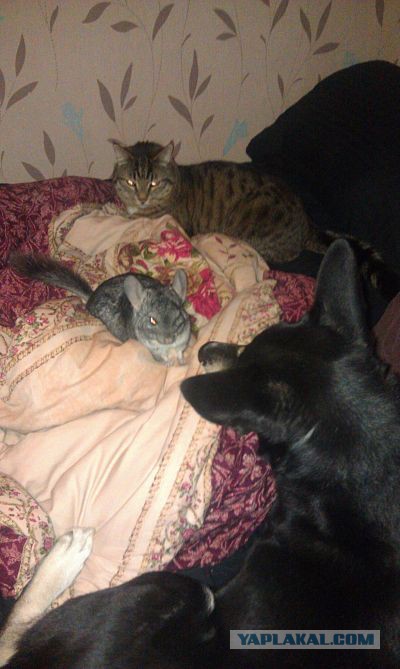 Котовторник 20.05.2014