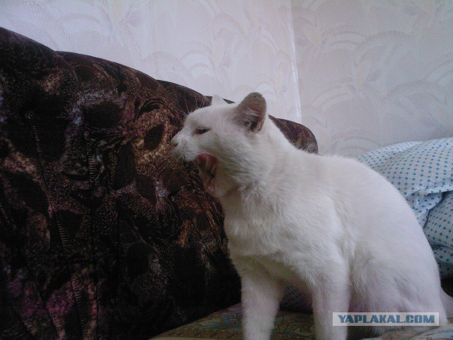 А у тебя есть фото твоей зевающей котейки ?