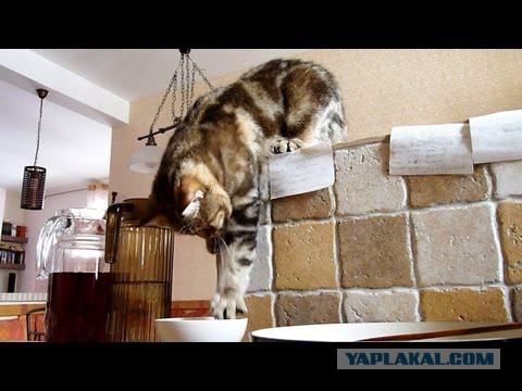 Кошачий Hardcore