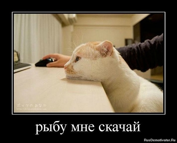 Забавные картинки из Сети