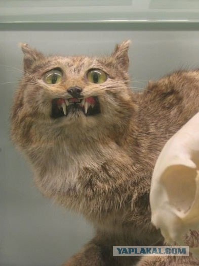 Чучело лисы