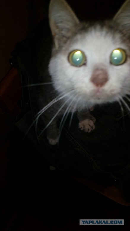 17 фотографий котов
