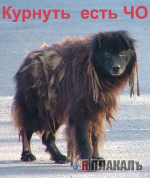 Фотожаба: ЧО?