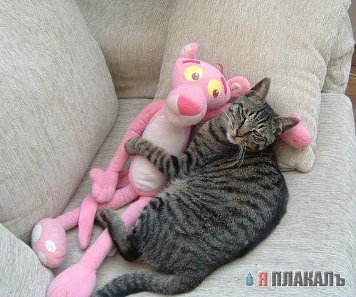 Коты, кошки, котята