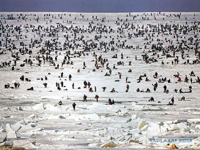 Всю рыбу распугал!