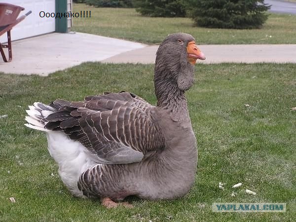 Групповое изнасилование по предварительному сговору (жесть)