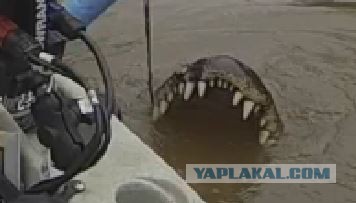 Неожиданный улов