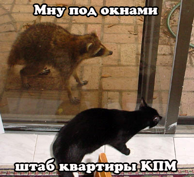 Котовторник!