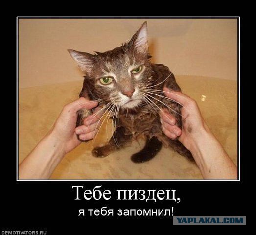 Демы к котовторнику!