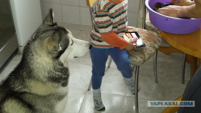 Как мы котейку спасали!