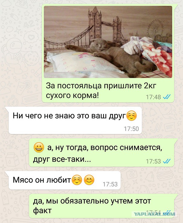 Котовторник 09.08.2016