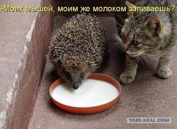 Кушать подано. Изволите столоваться