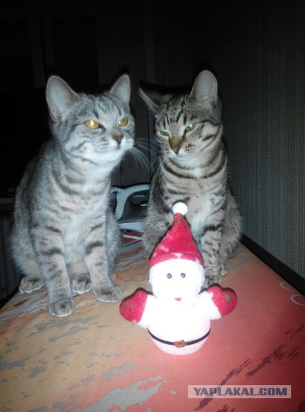 Найденыши (Кото понедельник)