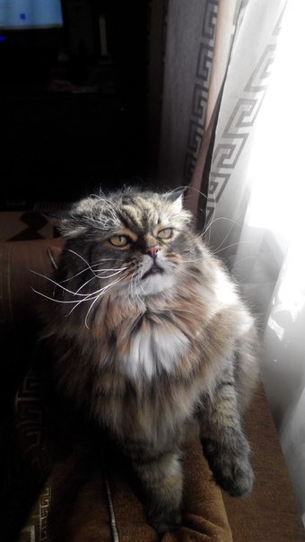 Упоротые коты.