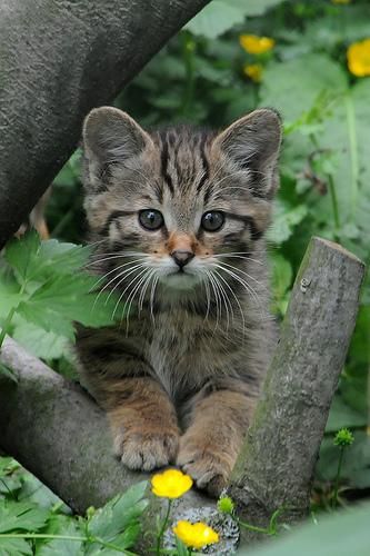 Коты из сети