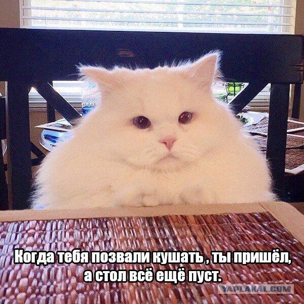 Покажи свою киску?
