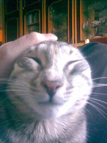 Котовторник 21.02.2017