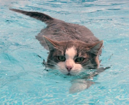 Коты и Кошки