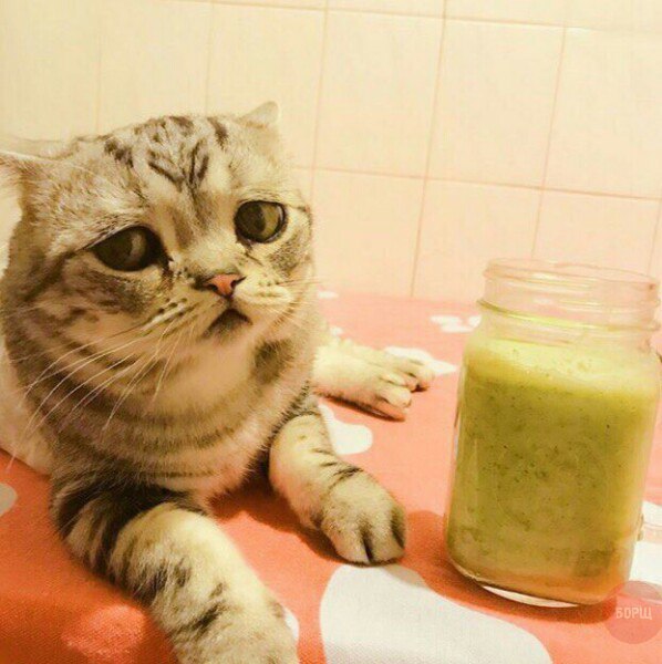 Коты и Кошки