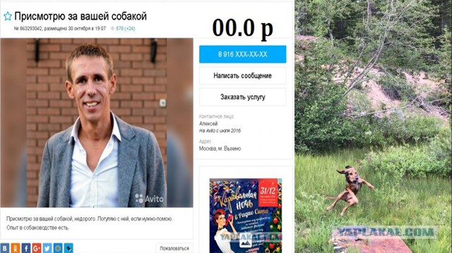 Собака впервые увидела лося