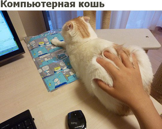 Коты и Кошки