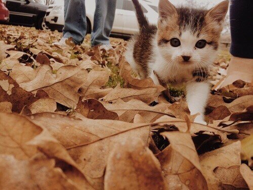 Коты и Кошки