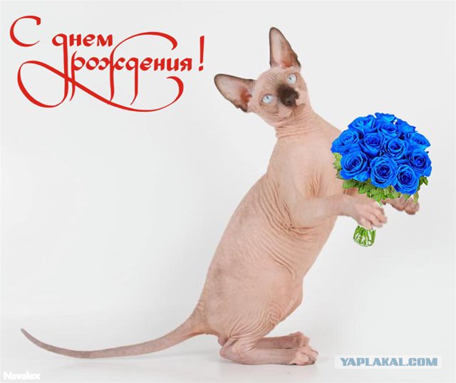 Открытки с днем рождения лысый Открытки с днем рождения лысый