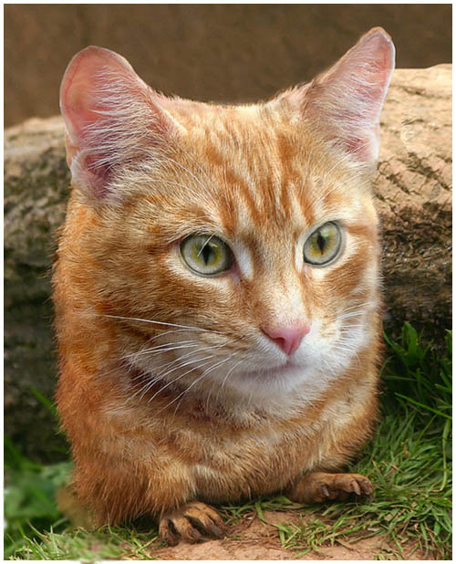 Котовторник на ЯПлакалъ (13.05.08)