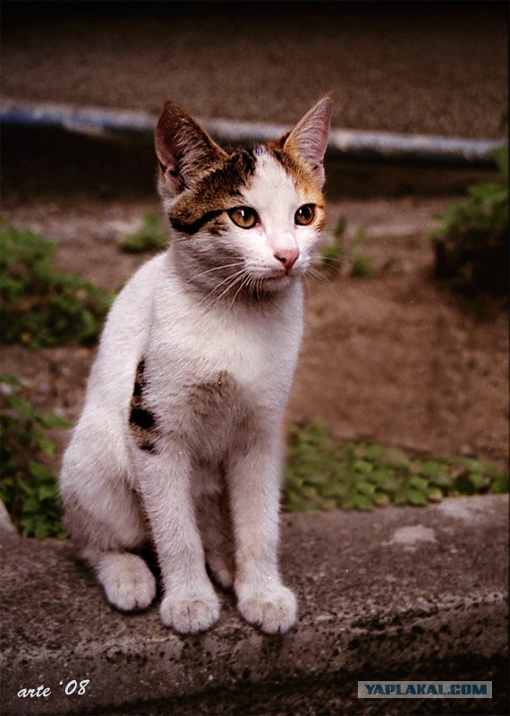Ура, котовторник! (01.07.2008)