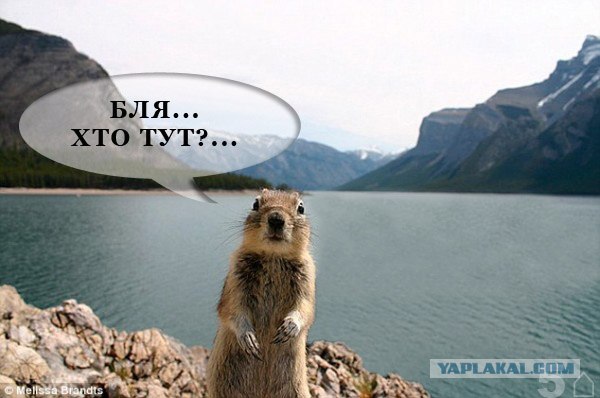 Белка